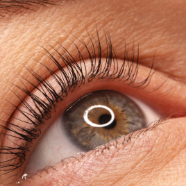 LVL Lash Lift and Tint -Upper Lashes Gift Voucher